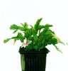 4" Red/White/Pink Christmas Cactus Live Plant.
