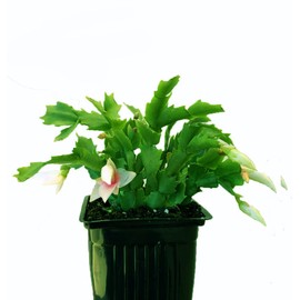 4" Red/White/Pink Christmas Cactus Live Plant.