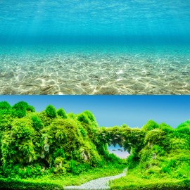 Premium Vinyl Aquarium Background Poster | Fish Tank Background for 10 gallon 20 gallon 29 gallon 30 gallon 55 gallon 75 gallon 90 gallon 120 gallon & 150 gallon fish tank Backgrounds Wallpaper