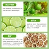2Pack,7OZ,Dehydrated Lemon,Dried Limes for Cocktails,No Additives, 18 Pcs Umbrellas Picks,100%