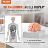 Modelo Anatómico Del Cerebro Humano Tamaño Natural Enseñanza