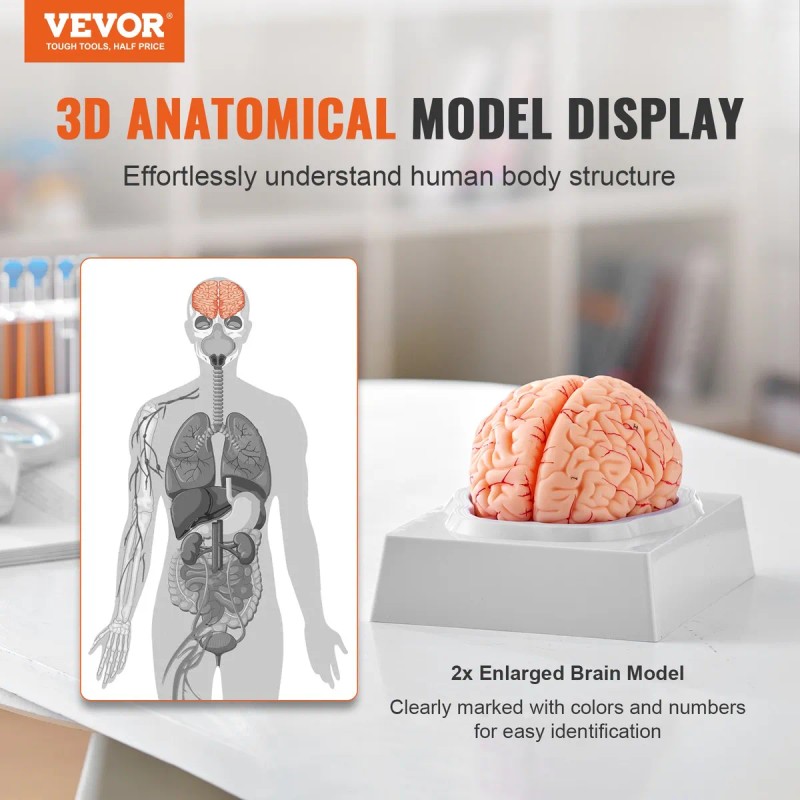 Modelo Anatómico Del Cerebro Humano Tamaño Natural Enseñanza