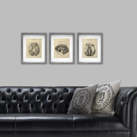 Gnosis Picture Archive Neuroscience Decor Gift set of 3 unframed Prints of Human Brain Anatomy Art