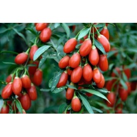 Fresh Goji Berry ~ 2,000 Fresh Seeds - US seller - Free Shipping.