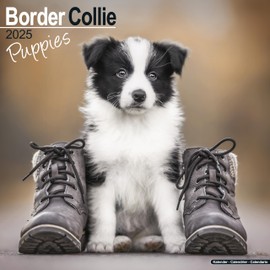 Border Collie Puppies Calendar 2025 | Square Dog Breed Puppy Wall Calendar - 16 Month