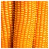 Everwilde Farms - 1 Lb Reid's Yellow Dent Open Pollinated