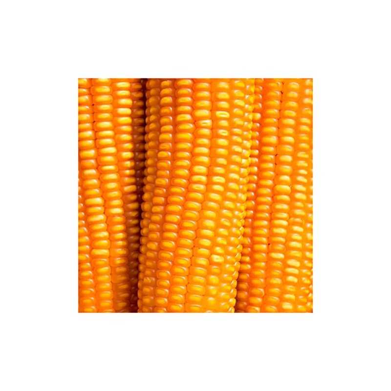 Everwilde Farms - 1 Lb Reid's Yellow Dent Open Pollinated