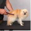 Dog and Cat Grooming Combs Contour Custom Coat Fur Finishing