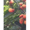 Tree PEANUT BUTTER TREE/RARE FRUIT TREE (BUNCHOSIA GLANDULIFERA) 6 INCHES