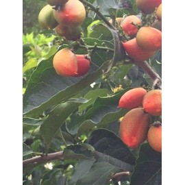 Tree PEANUT BUTTER TREE/RARE FRUIT TREE (BUNCHOSIA GLANDULIFERA) 6 INCHES OR TALLER