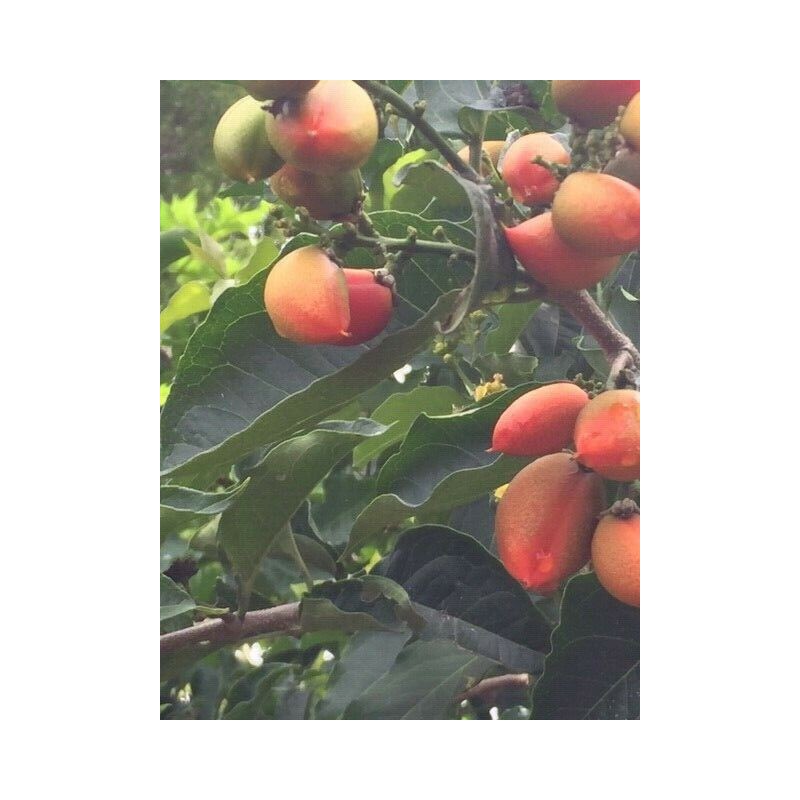 Tree PEANUT BUTTER TREE/RARE FRUIT TREE (BUNCHOSIA GLANDULIFERA) 6 INCHES