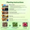 Outsidepride Papaya Periwinkle Seeds for Planting – 100 Pcs Annual,