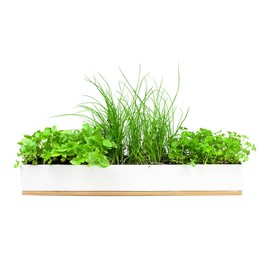 Urban Greens Micro Herbs Windowsill Grow Kit, 1 Kit