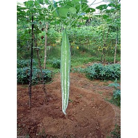 10 Snake Gourd Seeds- Buag Ngu, Naga Green&white Striped Fruit, Grows 12" Long