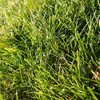 Cabin Grass Seed Mix - 1 Lb - Non-GMO Erosion