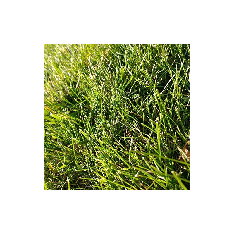 Cabin Grass Seed Mix - 1 Lb - Non-GMO Erosion
