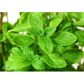 Clovers Garden Sweet Marjoram Herb Plants- Non GMO- Two (2) Live Plants - Not Seeds -Each 4"-7"Tall- in 3.5 Inch Pots - Includes Clovers Garden Copyrighted Plant Care Guide