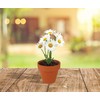 BUZZY Daisy Seeds & Genuine Terracotta 5cm Mini Pot Bulk