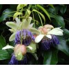 Passiflora popenovii | Granadilla de Quijos | 5_Seeds