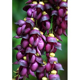 Climbing Jade Vine Seeds to Plant - 2 Big Healthy Seeds - Mucuna Sempervirens Seeds to Grow - Rare