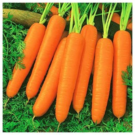 Everwilde Farms - 1 Lb Organic Scarlet Nantes Carrot Seeds - Gold Vault Packet