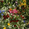 Outsidepride Birds & Butterfly Wild Flower Seed Mix - 1/4