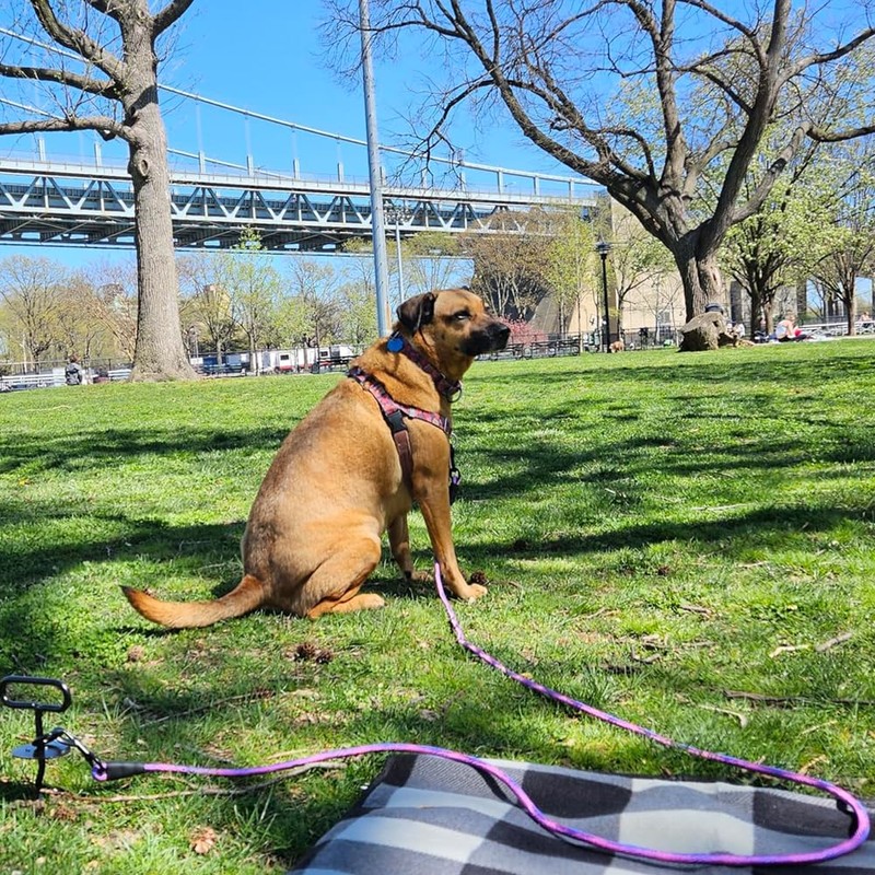 BTINESFUL 8ft 12ft 20ft 30ft 50ft 75ft Dog Tie-Out Long