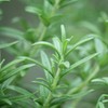 Rosemary Cineol 10ml Incent Essential Oil Essential Oil