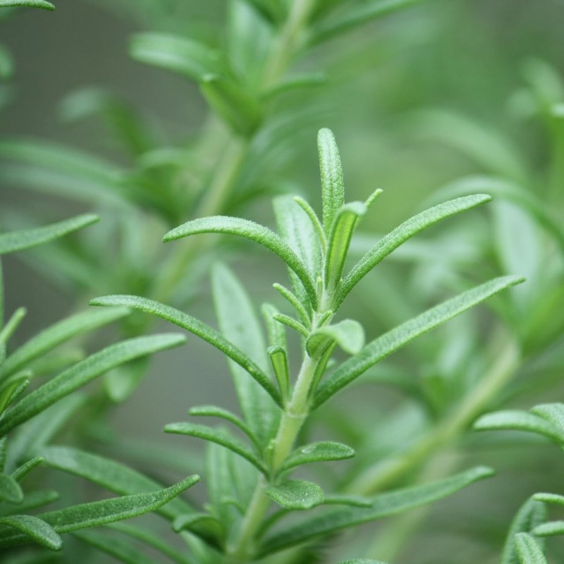 Rosemary Cineol 10ml Incent Essential Oil Essential Oil