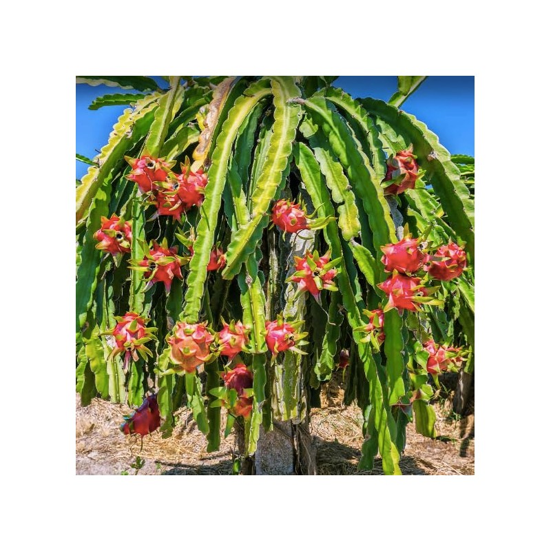 Dragon Fruit Cactus Tree Seeds