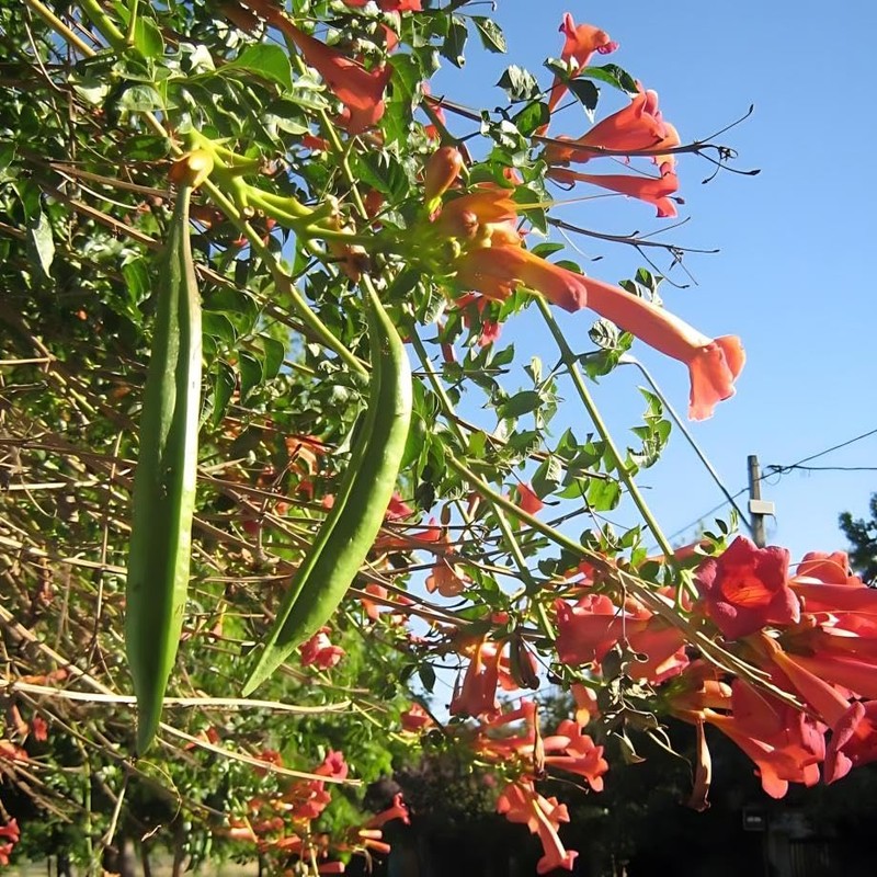 Classy Groundcovers, Trumpet Creeper, Cow Itch Vine, Hummingbird Vine, Trumpet