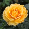 Heirloom Roses Rose Plant - St. Tropez Apricot Rose Bush,