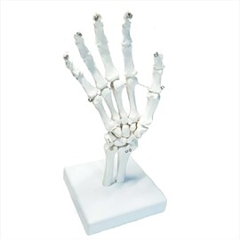 OWLIAN Hand Joint Model, Finger and Wrist Mobility Freely, Supervised by X-Ray Technicians, Life-Size, Hand Skeleton, Hand Joints, Wrist, Right Hand, Movable Type, Japanese Brand, Teaching Materials