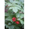 Unbranded Red Baneberry {Actaea rubra}Pre-Stra