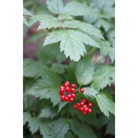 Unbranded Red Baneberry {Actaea rubra}Pre-Stra