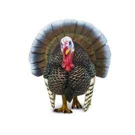 Safari Ltd Safari Farm Turkey (Male)