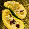 3 Pcs Paw Paw Tree Seeds for Planting Outdoors-Edible Pawpaw