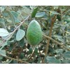 Feijoa Seeds (Feijoa sellowiana) Packet of 5 Seeds