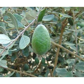 Feijoa Seeds (Feijoa sellowiana) Packet of 5 Seeds