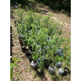 Tree Peach Tree  - Live Plant - Prunus persica ' Common / Grandfather '