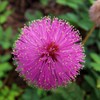 50 Sleeping Grass Seeds - Made in USA, Ships from