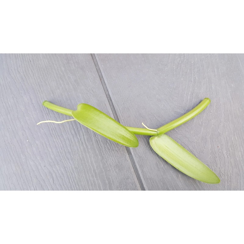 Orchids Vanilla Bean Orchid, 12 Inches Fresh Cutting from My