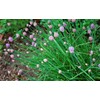 Chives Allium Schoenoprasum Wild Onion Wild Garlic Herb Garden Seeds