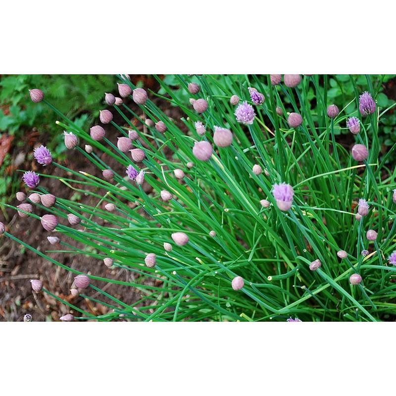 Chives Allium Schoenoprasum Wild Onion Wild Garlic Herb Garden Seeds