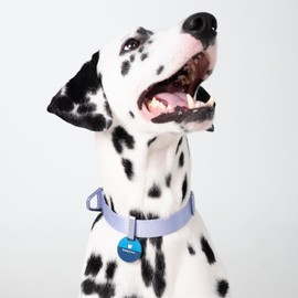 BuddyArmor Light Alloy Dog Collar - High Strength Nylon Heavy Duty Dog Collar with Aluminum Alloy Buckle, Training Dog Collar for Medium Large Dogs for Outdoor Walking (Armor Blue, L)