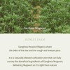 I'm From [I'm From]*mini* Mugwort Gel Cleanser 30ml