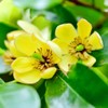 10 Pcs Banana Shrub Seeds Michelia Figo Fragrant Already Sprouted,