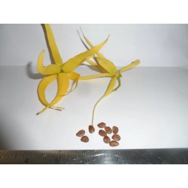 Flowers 20 Ylang Ylang Tree Seeds, Cananga odorata, Fragrant Flowers, Channel Ships FREE