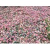 Alaska Wild Harvested Bunchberry Cornus Canadensis Alaska Wild Harvest 25