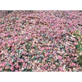 Alaska Wild Harvested Bunchberry Cornus Canadensis Alaska Wild Harvest 25 FRESH Seeds